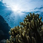 Insuring Nature: How UK’s finance is safeguarding Mexico’s coral reefs
