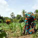 Expanding protection for smallholder farmers in Africa with One Acre Fund and Howden Broking